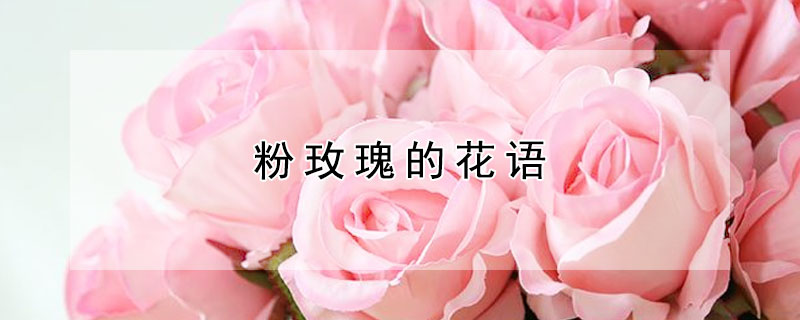 粉玫瑰的花语 影星粉玫瑰的花语