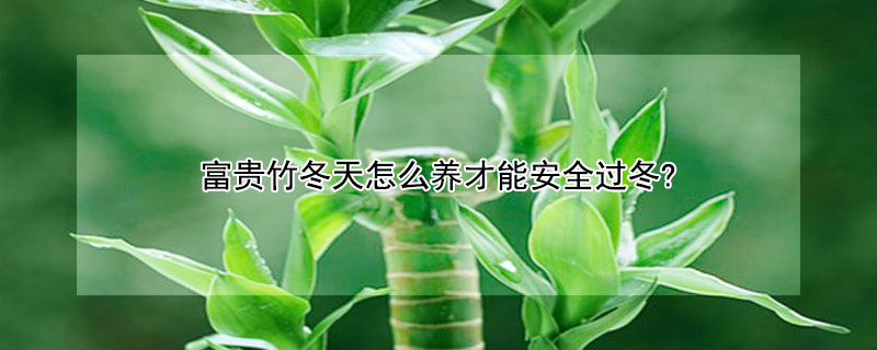 富贵竹冬天怎么养才能安全过冬? 冬季富贵竹如何过冬