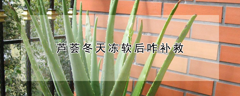 芦荟冬天冻软后咋补救 冬天芦荟冻了还能缓过来吗