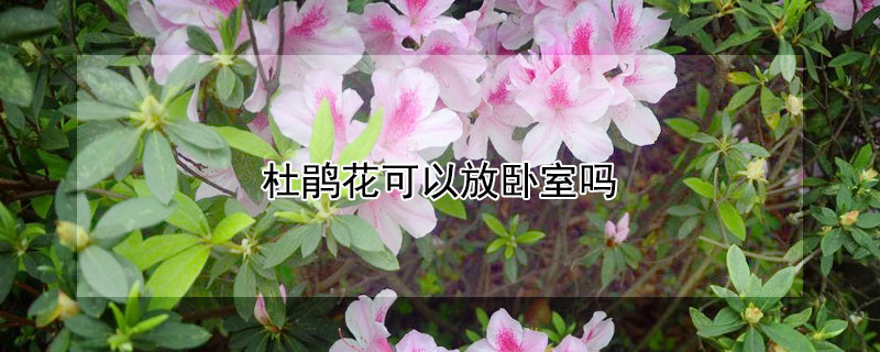 杜鹃花可以放卧室吗 杜鹃花可以放卧室吗
