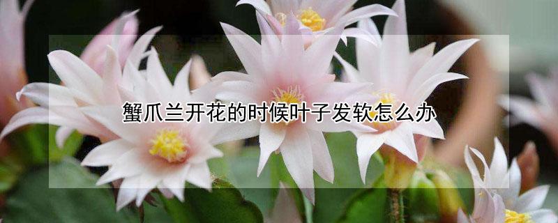 蟹爪兰开花的时候叶子发软怎么办（蟹爪兰开花的时候叶子发软怎么办视频）