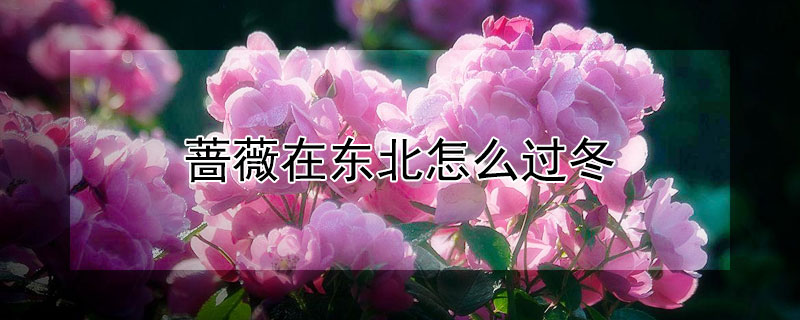 蔷薇在东北怎么过冬 蔷薇东北能过冬吗