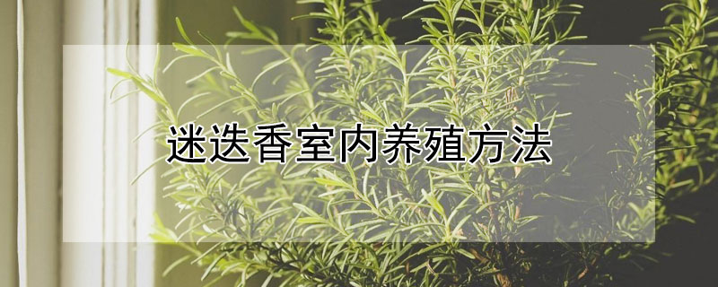 迷迭香室内养殖方法（迷迭香室内养殖方法视频）