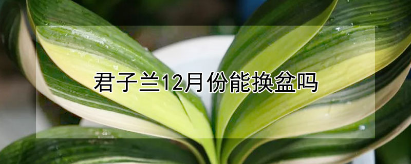 君子兰12月份能换盆吗 君子兰12月开花代表什么
