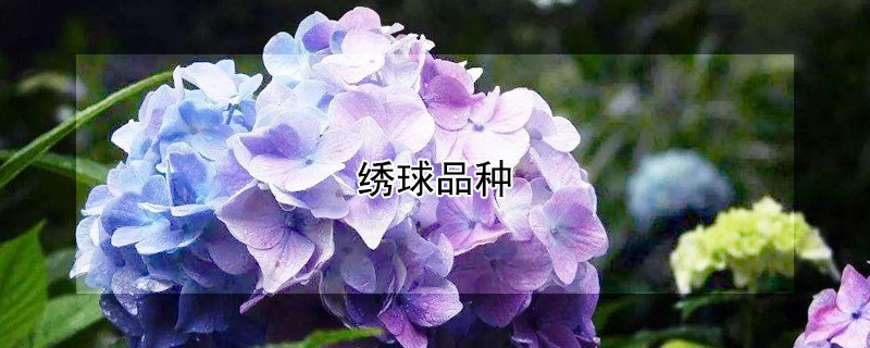 绣球品种（老枝开花的绣球品种）