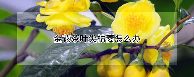 金花茶叶尖枯萎怎么办（金花茶叶尖枯萎怎么办呢）
