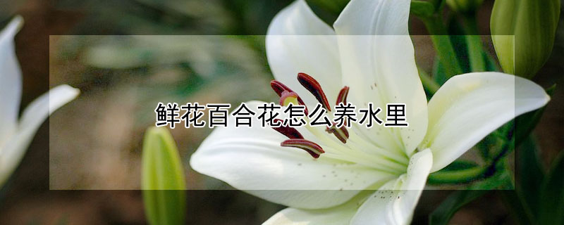 鲜花百合花怎么养水里（鲜花百合花养水里能晒太阳吗）