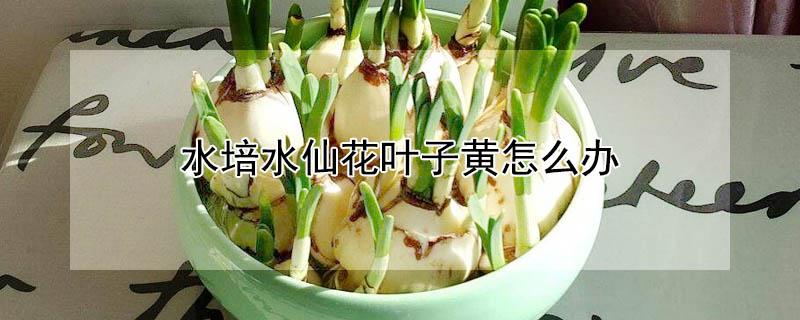 水培水仙花叶子黄怎么办 水培水仙花叶子太长倒下了怎么办