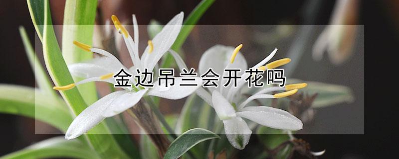 金边吊兰会开花吗（金边吊兰会开花吗怎么养）