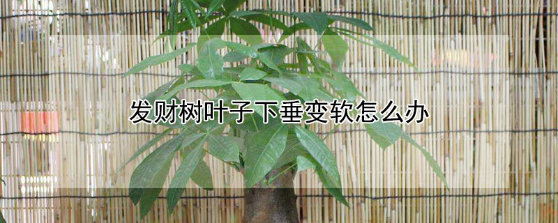 发财树叶子下垂变软怎么办 发财树叶子下垂变软怎么办呢