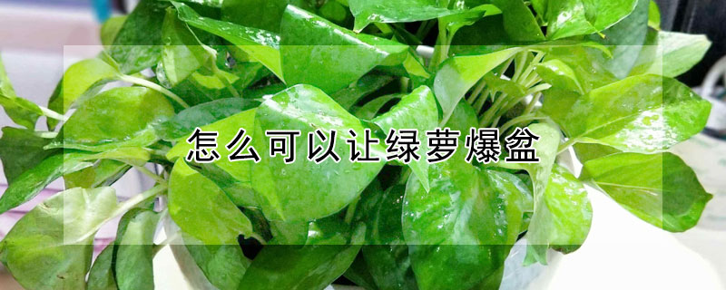 怎么可以让绿萝爆盆（怎么可以让绿萝爆盆视频）