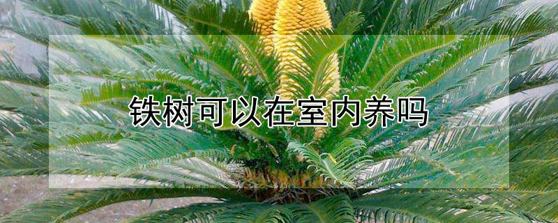 铁树可以在室内养吗（铁树可以在室内养吗风水）
