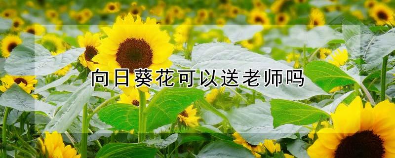向日葵花可以送老师吗（向日葵花可以送老师吗代表什么意思）