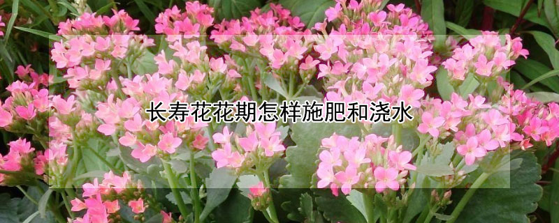 长寿花花期怎样施肥和浇水 长寿花花期怎样施肥和浇水沙漠玫瑰怎样养才能开花