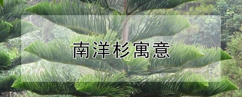 南洋杉寓意（南洋杉寓意和象征）