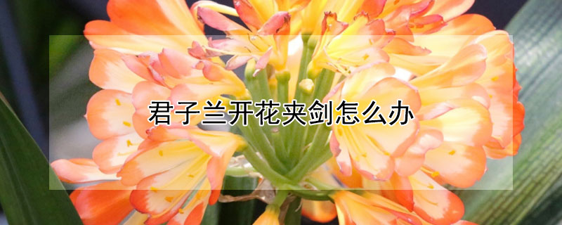 君子兰开花夹剑怎么办（君子兰开花夹箭怎么办可以浇啤酒吗）