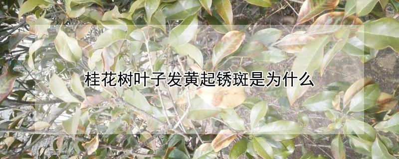 桂花树叶子发黄起锈斑是为什么（桂花树叶子发黄起锈斑是为什么原因呢）
