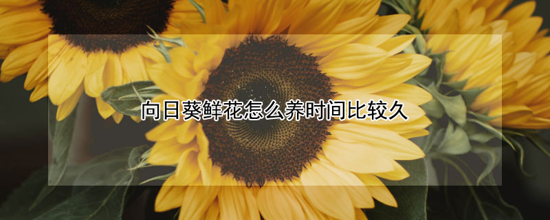 向日葵鲜花怎么养时间比较久（向日葵鲜花如何养）