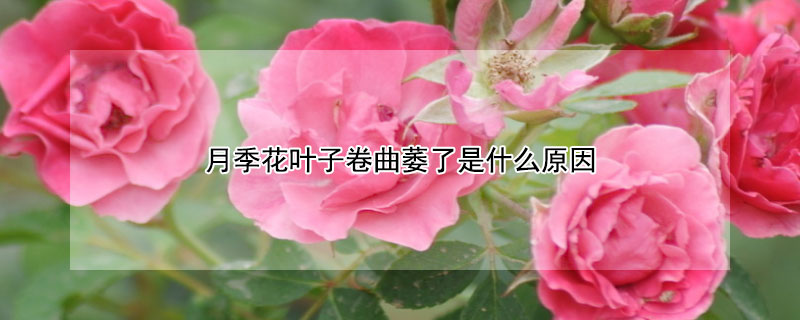 月季花叶子卷曲萎了是什么原因（月季花叶子卷曲萎了是什么原因呢）
