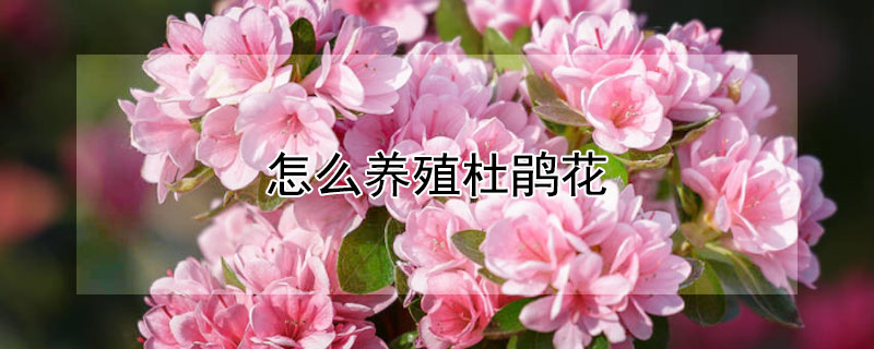 怎么养殖杜鹃花 怎么养殖杜鹃花视频教程