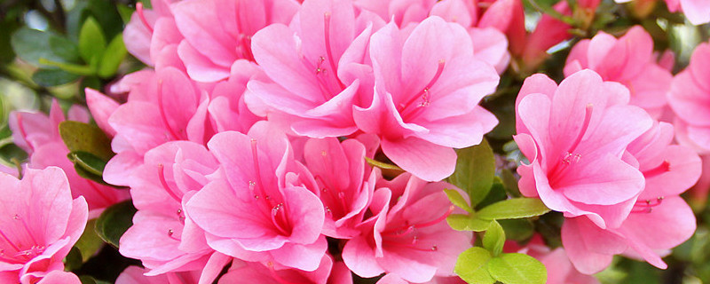 红色杜鹃花花语是什么（红色杜鹃花怎么养家庭养法）