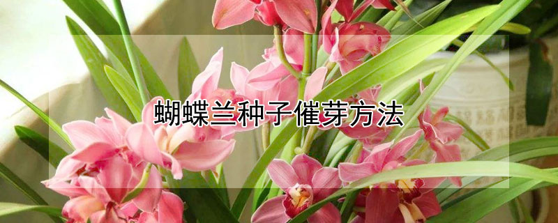 蝴蝶兰种子催芽方法 蝴蝶兰种子催芽方法图片