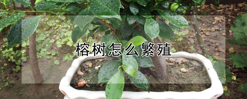 榕树怎么繁殖（榕树怎么繁殖小苗）