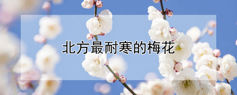 北方最耐寒的梅花 北方最耐寒的梅花图片
