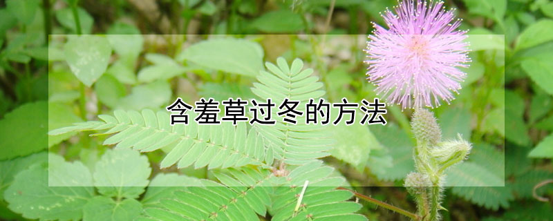 含羞草过冬的方法（含羞草过冬的方法说一说）