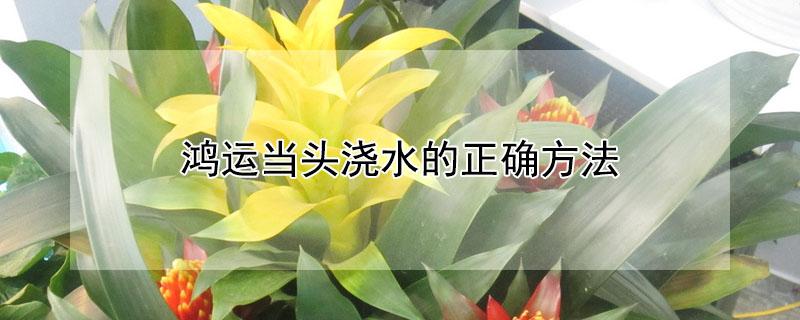鸿运当头浇水的正确方法 鸿运当头最佳摆放