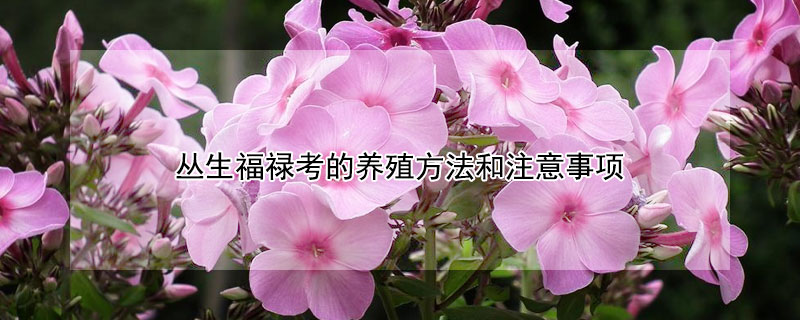 丛生福禄考的养殖方法和注意事项（丛生福禄考是多年生吗）