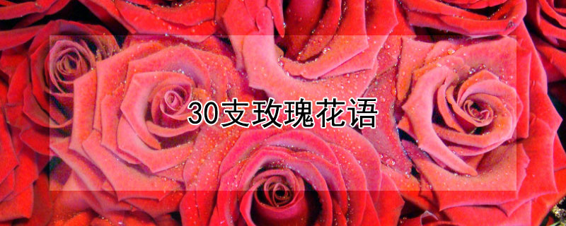 30支玫瑰花语 玫瑰花语30朵代表什么