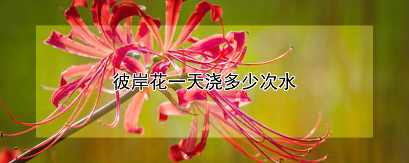 彼岸花一天浇多少次水（彼岸花多长时间浇一次水）