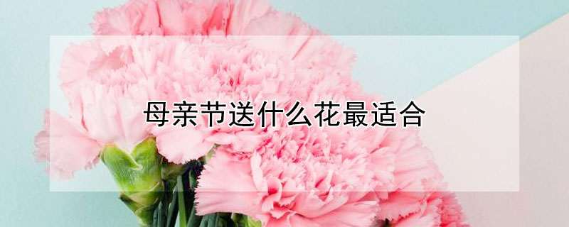 母亲节送什么花最适合 母亲节送什么花最适合,为什么?