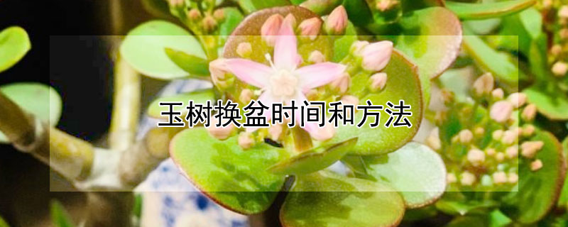 玉树换盆时间和方法（桂花换盆时间和方法）