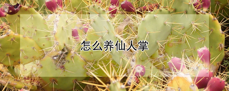 怎么养仙人掌 怎么养仙人掌长的快