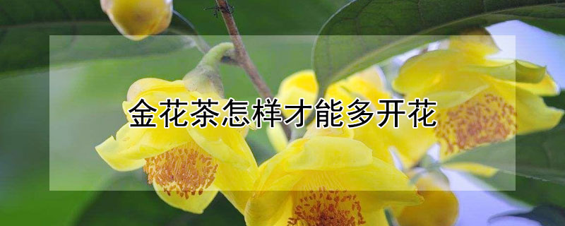 金花茶怎样才能多开花 金花茶怎样才能多开花结果