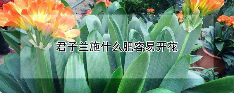 君子兰施什么肥容易开花 君子兰用什么肥料最好最旺