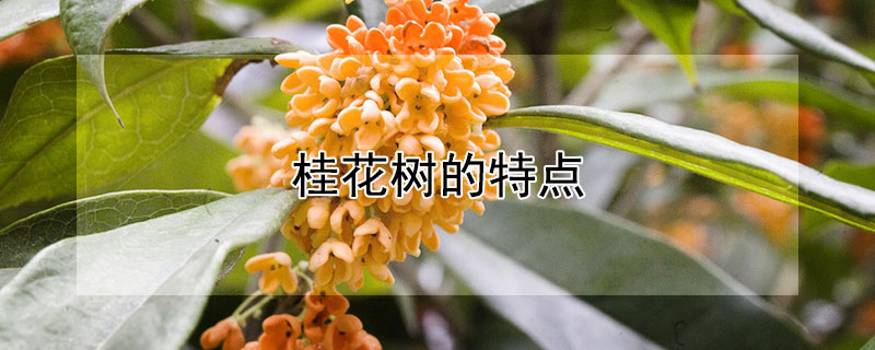桂花树的特点 桂花树的特点简介