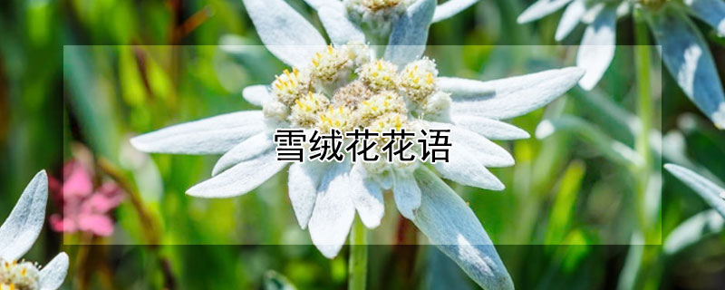 雪绒花花语（雪绒花花语是什么意思）