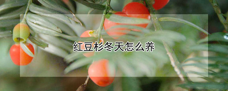 红豆杉冬天怎么养（红豆杉冬天怎么养护和管理）