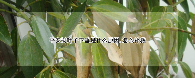 平安树叶子下垂是什么原因,怎么补救（平安树叶子下垂是什么原因怎么补救视频播放）