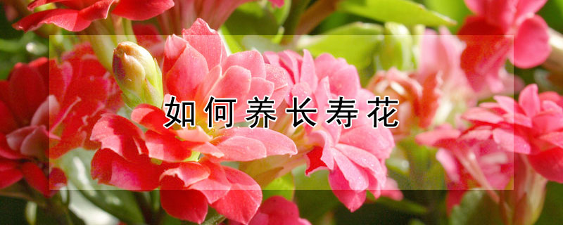 如何养长寿花 冬天如何养长寿花