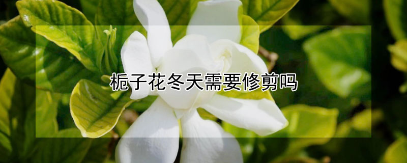 栀子花冬天需要修剪吗 栀子花冬天需要修剪吗视频