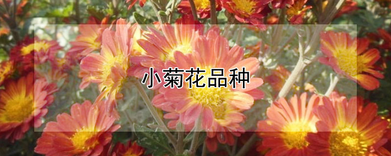 小菊花品种（小菊花品种大全）