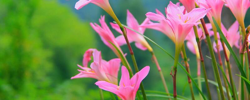 风雨兰花语 白色风雨兰花语