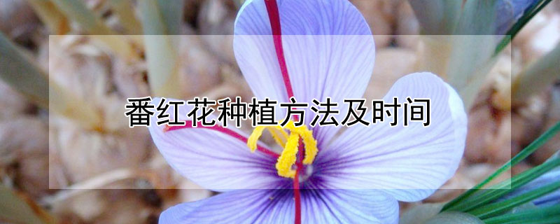 番红花种植方法及时间 番红花怎样种植和养护