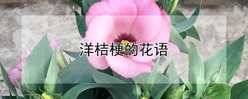 洋桔梗的花语 白色洋桔梗的花语