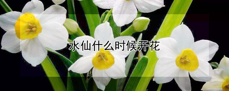 水仙什么时候开花（水仙啥时候开花）