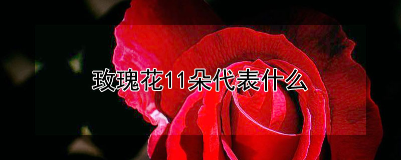 玫瑰花11朵代表什么（玫瑰花是什么样子）